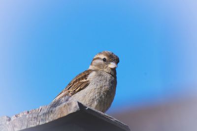 Low angle view of female sparrow perching against clear blue sky