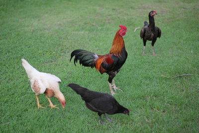 Chickens are searching for food together as a family.
