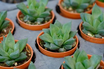 Close-up of potted plant on table