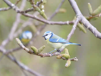 Close-up of bird perching on branch