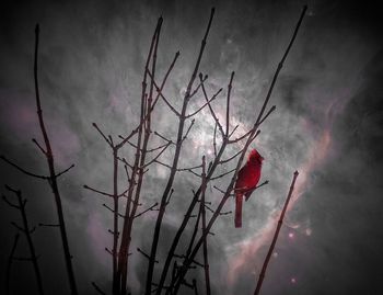 Close-up of red against sky