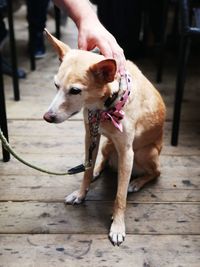 Midsection of person with dog