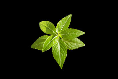 Close-up of plant against black background