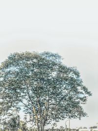 Low angle view of trees against sky