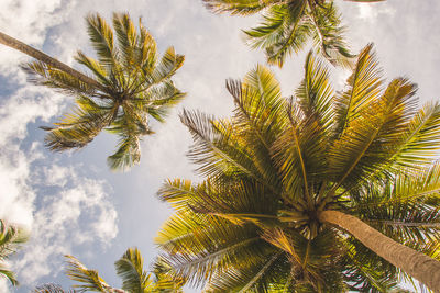 Low angle view of coconut palm tree against sky