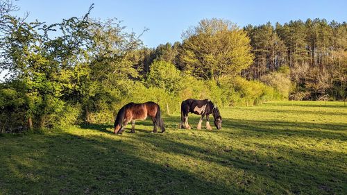 Horses grazing on grassy field