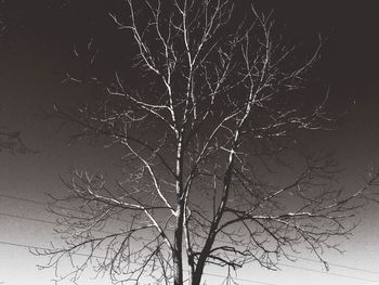 Low angle view of bare trees against sky at night