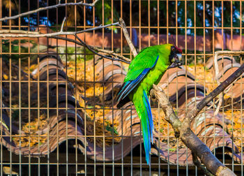 View of bird perching in cage