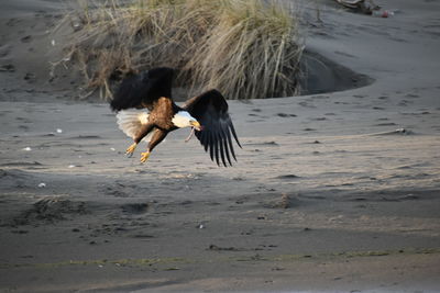 Bird flying over the beach