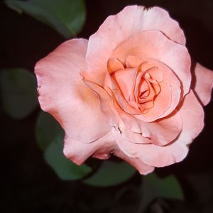 Close-up of pink rose blooming outdoors