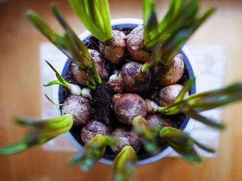 Close-up of flower bulbs in spring growing out of a pot on a table below 