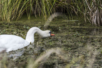 Close-up of white swan in lake