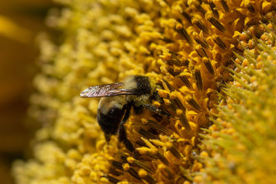 Close-up of bee pollinating on a sunflower