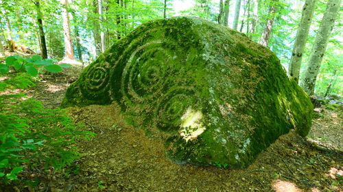 Close-up of tree trunk in forest