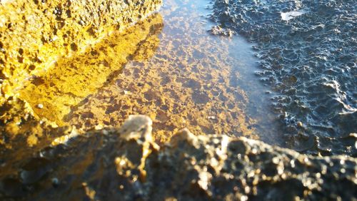 High angle view of starfish on beach