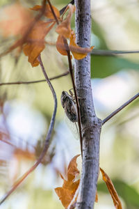 Low angle view of bird perching on tree