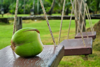 Coconut on the swing at the tropical village.