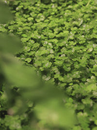 Full frame shot of fresh green leaves on field