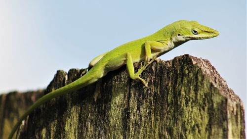 Close-up of lizard on tree against clear sky