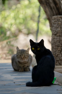 Black cat sitting and look at camera