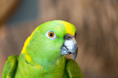 Head-shot of an yellow- naped amazon or yellow-naped parrot