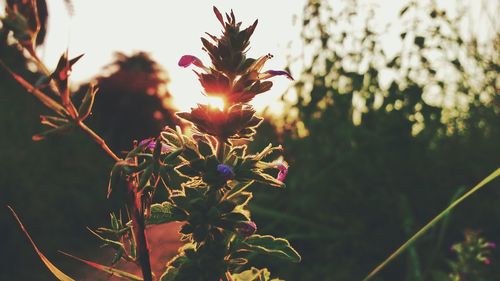 Close-up of flowers against sky