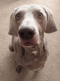 Close-up portrait of dog