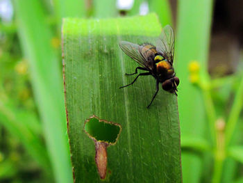 Close-up of insect on plant
