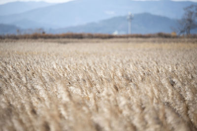 Scenic view of field