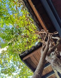 Low angle view of tree against building