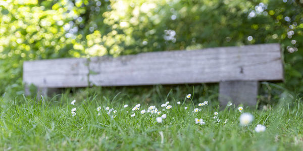 Close-up of plants growing on field