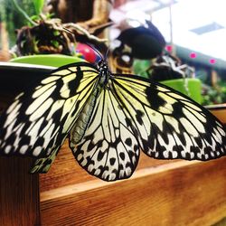 Close-up of butterfly on leaf