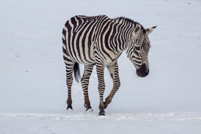 View of a zebra