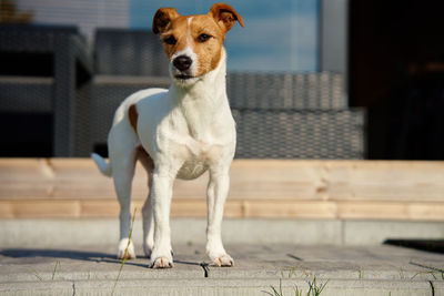 Dog walks on suburban house terrace at summer day. adorable pet posing outside. jack russell terrier