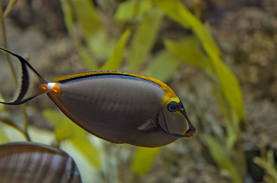 Close-up of fish swimming in sea