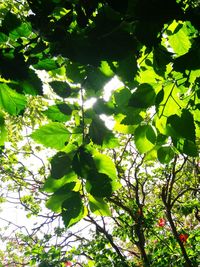 Low angle view of tree