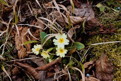 High angle view of flowering plant on field