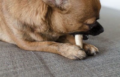 Close-up of a dog