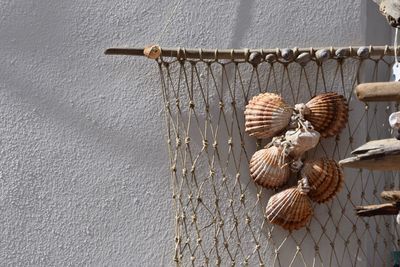 Close-up of seashells hanging on wall