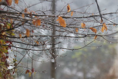 Close-up of bird perching on branch