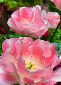 Close-up of pink flowers