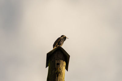 Bird perching on wooden post