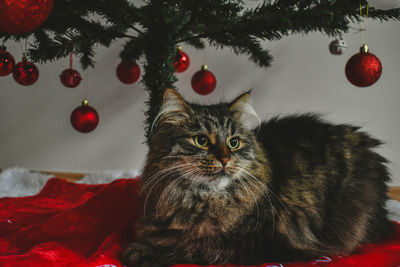 Cat under the christmas tree