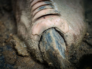 Close-up of emu foot