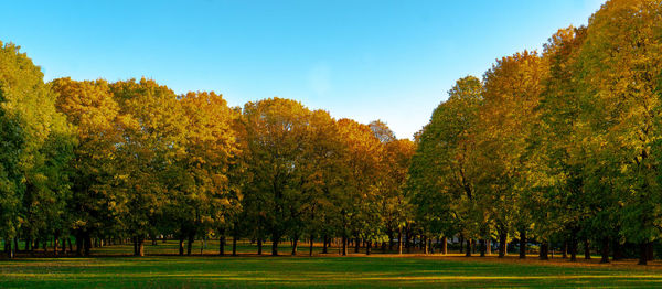 Trees on field against sky during autumn