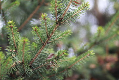 Close-up of pine tree