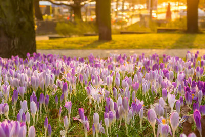 Close-up of purple crocus flowers in field