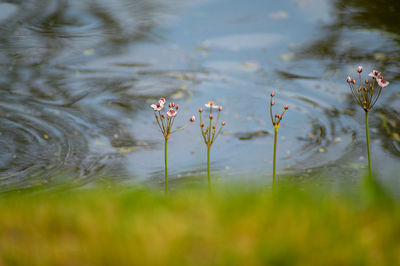 Close-up of flowering plants by lake