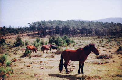 View of horses grazing on field