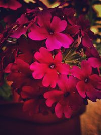 Close-up of flowers blooming outdoors